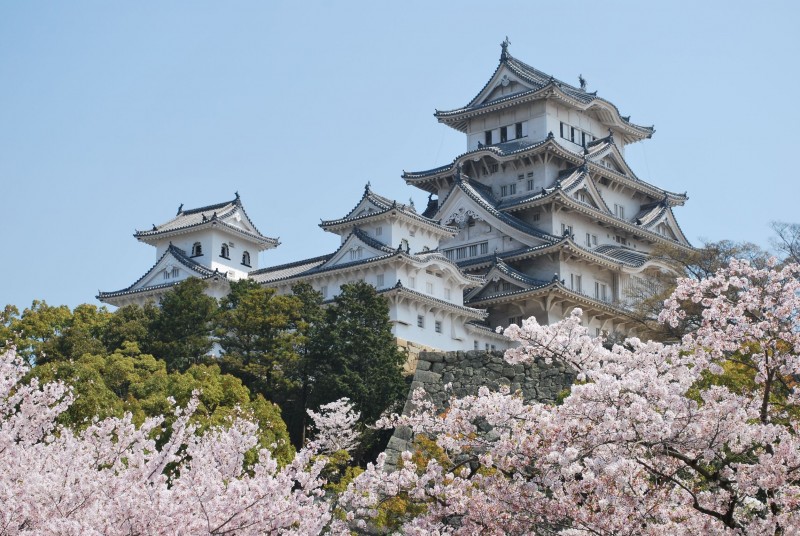Himeji-Castle-during-cherry-blossom-in-Osaka-Japan